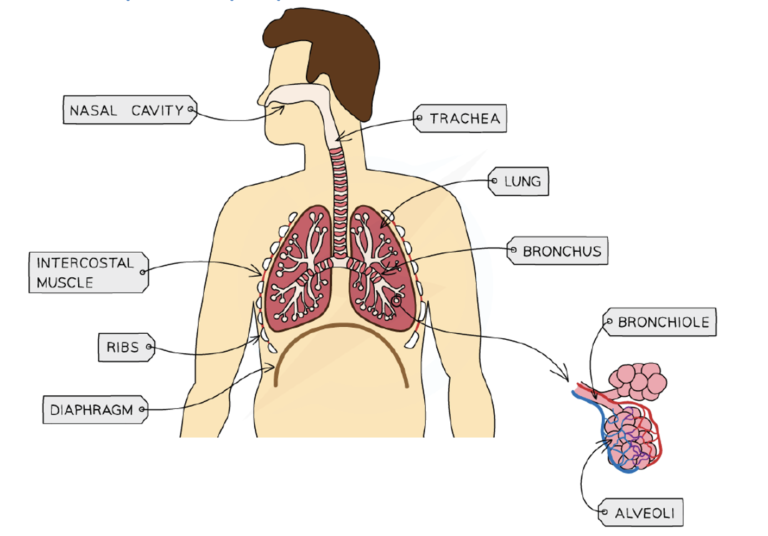 The Respiratory System